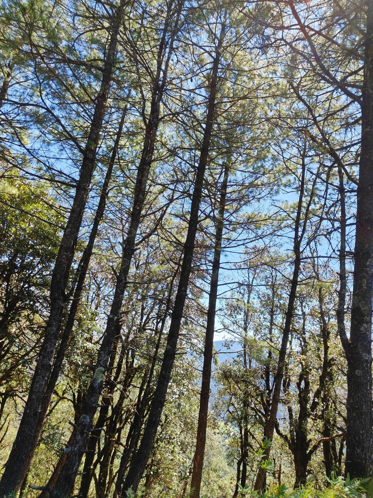 Himwanderer Camps & Cottages Pangot Nainital Bagian luar foto