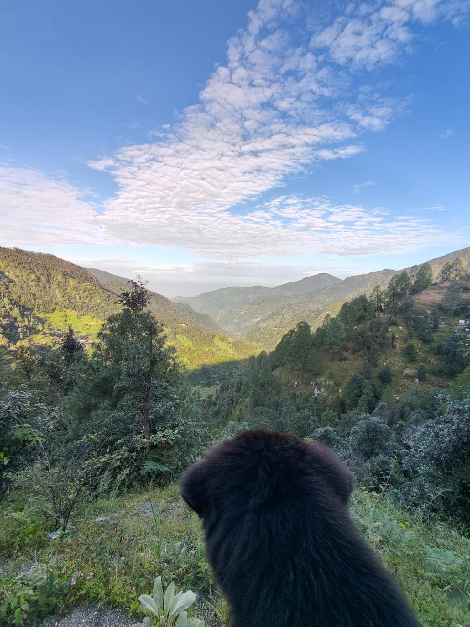 Himwanderer Camps & Cottages Pangot Nainital Bagian luar foto
