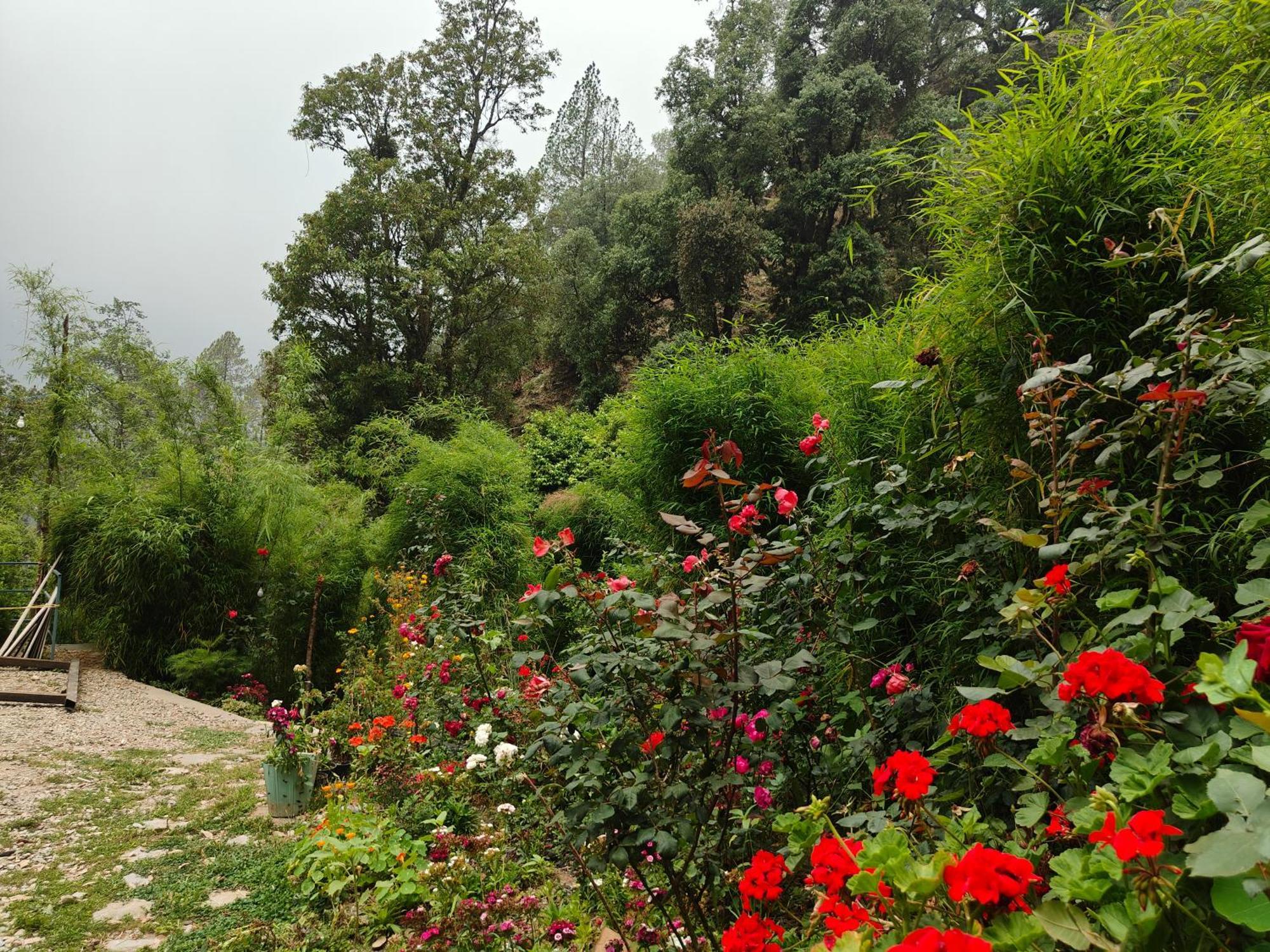 Himwanderer Camps & Cottages Pangot Nainital Bagian luar foto